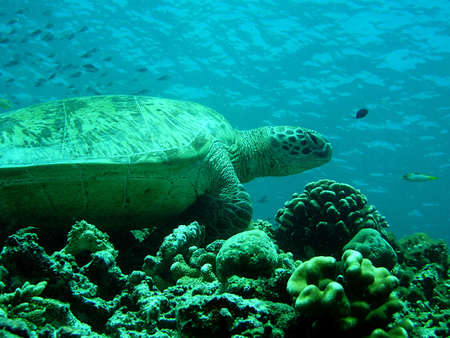 Tortuga descansandoの写真素材