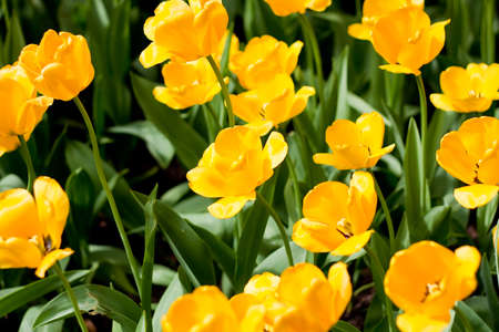 Close-up of yellow tulips field