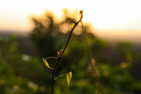 Ant on a branch in jungle Peten Guatemalaの写真素材
