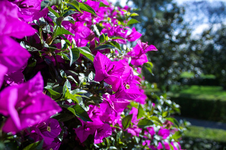 Museo Dolores Olmedo hibiscus flowers DF Mexico cityの写真素材