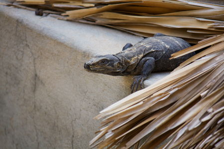 Iguana living in the roof hunting Puerto Escondido Mexicoの写真素材
