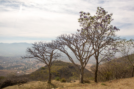 Monte Alban Oaxaca small trees above Oaxaca valleyの写真素材