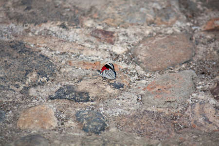 Butterfly on the old pavement, Antigua, Guatemalaの写真素材