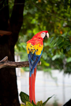 Macaw parrot on a branch of the tree in Salvadorの写真素材