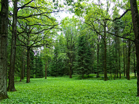 Glade in the forest with trees and sky in Moscow botanical garden on the cloudy day, Moscow Russiaの写真素材