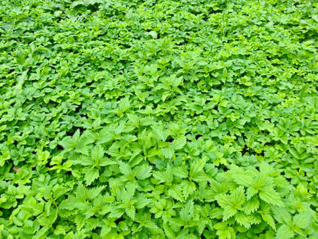 Nettle, common lady mantle and bishop weed bright green pattern in Moscow botanical garden on a cloudy day, Moscow Russiaの写真素材