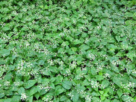 White swallow-wort flowers and leaves pattern in botanical garden on a cloudy day, Moscow Russiaの写真素材