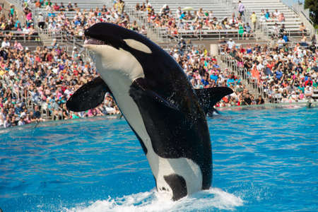 dolphin showのeditorial素材