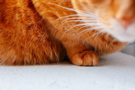 Cat Paw Relaxation. Tranquil Ginger Feline Paw Lying Softly On Surface With Fur Detailsの写真素材