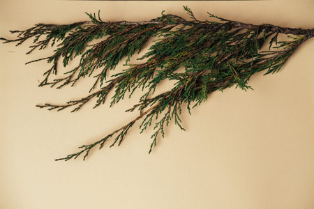 Horizontal Composition Emphasizes Calmness And Elegance Of Elongated Cedar Silhouette