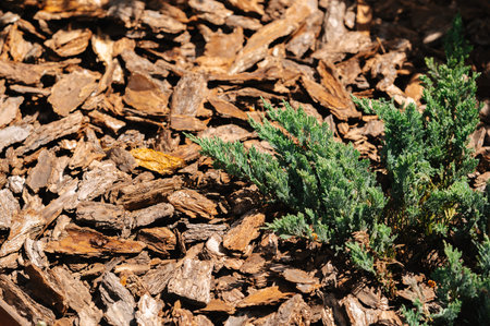 Urban Garden With Mulch And Plants. Detailed View Of Mulch With Greenery And Wood Chips In Garden