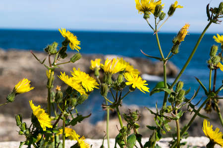 Yellow and the defocus seaの写真素材