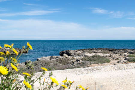 Yellow flowers on seaの写真素材