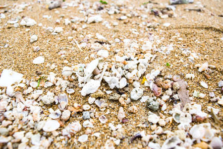 The focused seashellsの写真素材