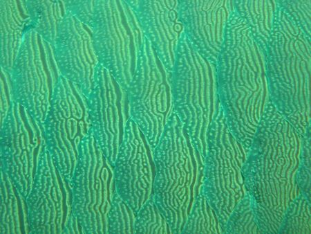 Scales of the Napoleon Fish 