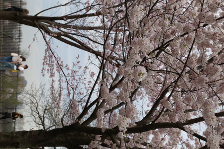 Cherry blossoms in full bloom in Tokyo, Japan. Cherry blossom is one of the most beautiful flowers in the world.の写真素材