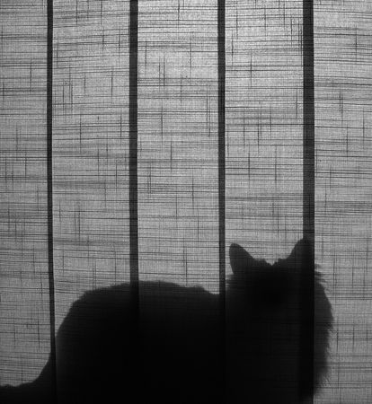 Silhouette of a cat sitting behind the curtain - black and white.の写真素材
