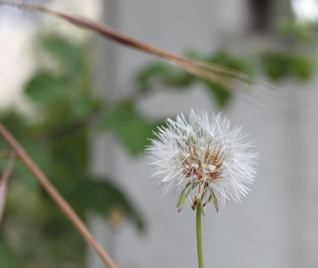 A soft dandelion with a blurred natural background の写真素材