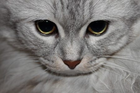 A cute gray cat gazing at the camera の写真素材