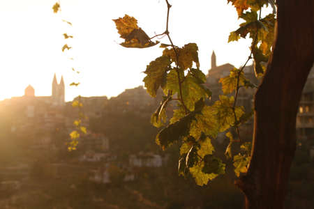 A picturesque mountain village behind vine branches の写真素材