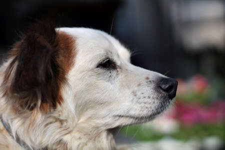 A cute dog looking intently at something.の写真素材