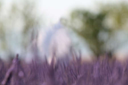 An abstract background of lavender flowers and trees on a summer day.の写真素材