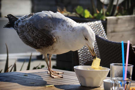 An albatross stealing and eating potato chips.