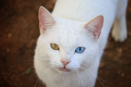 A cat with heterochromia walking in the garden.の写真素材