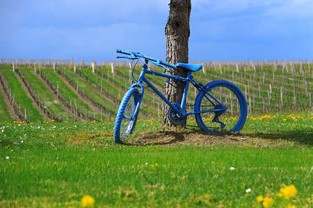 A blue bicycle tied to a tree in a field in France.の写真素材