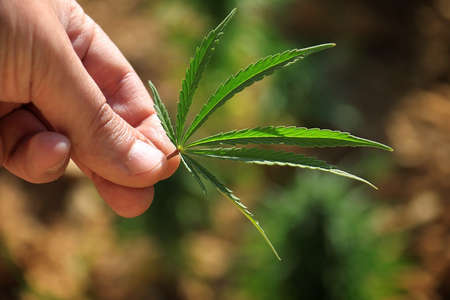 A man holding a Cannabis Sativa leaf in a field in Lebanon. Lebanon is one of the top five producers...