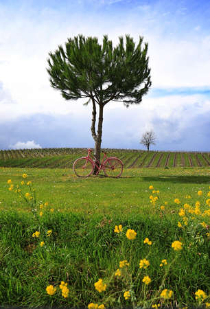 A pink bicycle tied to a tree in a field in France.