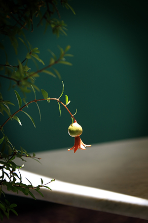 A baby fruit hanging from the branch of a pomegranate tree.の写真素材
