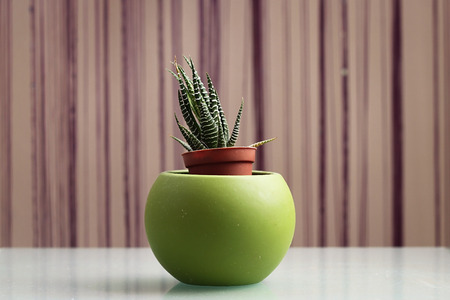 A succulent plant, Haworthiopsis Fasciata formerly Haworthia Fasciata, in a pot against a modern background.の写真素材