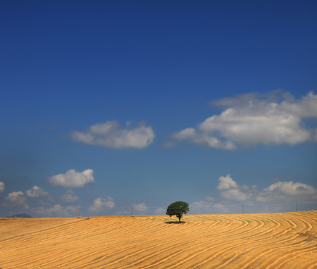 A lone oak tree in a golden field under a blue sky.の写真素材