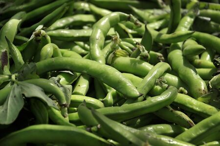 A heap of fresh green fava bean pods in the market in Lebanon.の写真素材