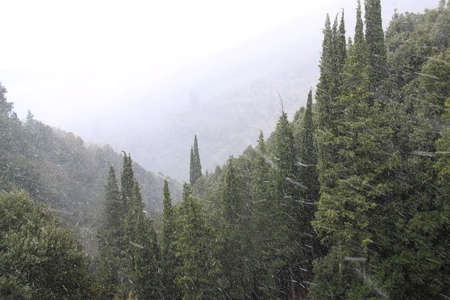 Snow falling during a snowstorm in a conifer forest.の写真素材