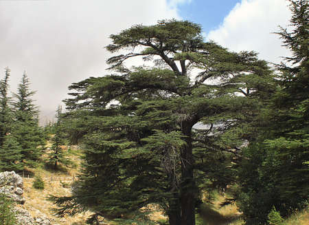 The cedar forest in Lebanon on a cloudy day.の写真素材