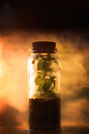A terrarium with mist inside enveloped in magical fog and light.の写真素材