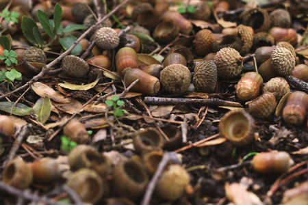 An autumn scene of fallen acorns, twigs, and leavesの写真素材