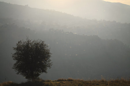 A lone tree with sunset light and flies flying mamidts the rays.の写真素材