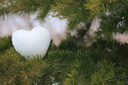 A snowball shaped like a heart resting on a cedar branch.の写真素材