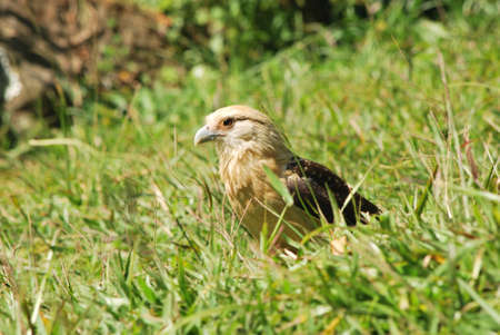 Hawk in the grassの写真素材