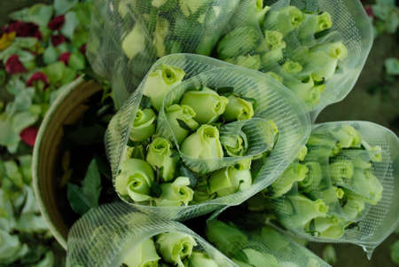 Green roses in a dozenの写真素材