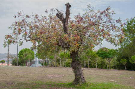 An old tree remains alive, i don't know who are looking to another