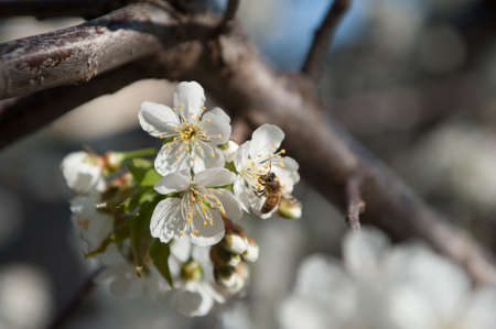 every flower waiting bee to come on itの写真素材
