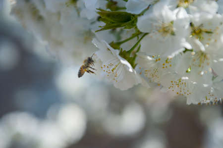 cherry flower kissing a bee Before it gives it nectarの写真素材