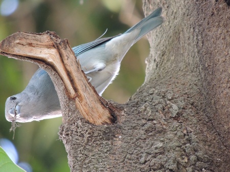 bird with staw in its beak preparing their nestの写真素材