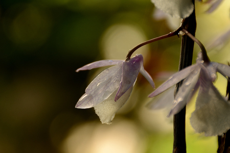 wild orchid in a rainy morning in Juneの写真素材