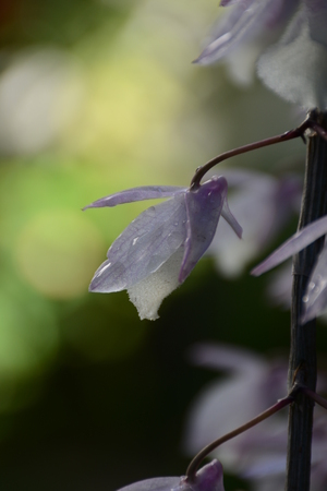 backlight of a wild orchid with dew drops of the early morningの写真素材