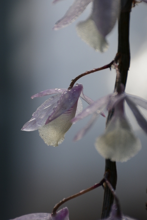 backlight of a wild orchid with dew drops of the early morningの写真素材